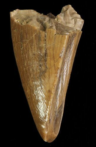 Albertosaurus Premax Tooth - Alberta (Disposition #-) #67617